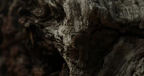 Close-up of Weathered Tree Bark with Natural Grooves Stock Footage 290771492