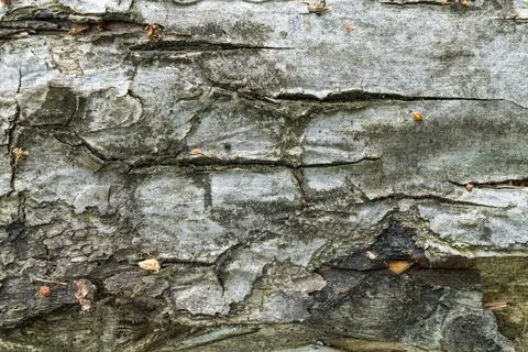 Close-up of weathered tree bark with natural patterns and textures Stock Photos