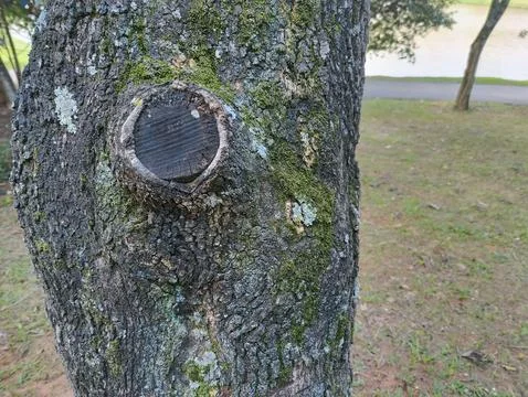 Close-Up of Weathered Tree Bark Stock Photos