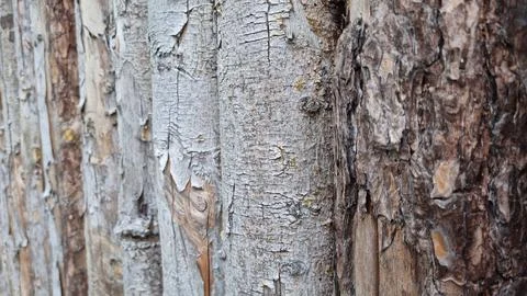 Close-up of weathered tree bark texture on vertical wooden logs Stock Photos