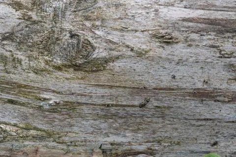 Close-up of weathered tree bark texture with natural patterns and colors Stock Photos