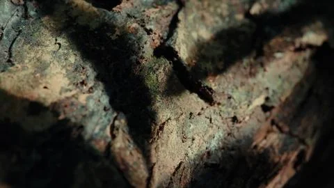 Close-up of weathered tree bark texture Stock-Fotos