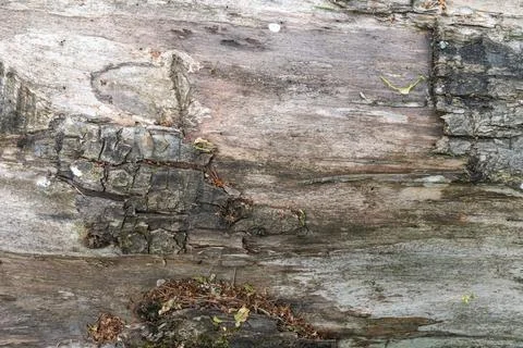 Close-up of weathered tree bark with textures and moss details Stock Photos