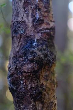 Close-Up of Weathered Tree Bark on Trunk Stock Photos