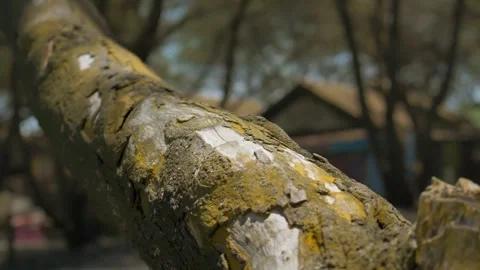 Close Up of a Weathered Tree Branch Covered in Moss at Goa Cemara Beach Stock Footage 302525062
