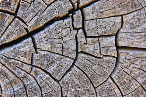 Close-Up of Weathered Tree Rings Stock Photos