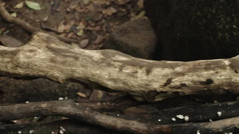 Close-up of Weathered Tree Roots and Branches in Forest Soil Stock Footage 335436182