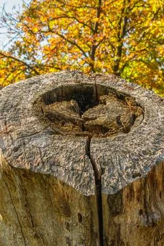 Close-up of a weathered tree stump with deep cracks and textured bark again.. Stock Photos