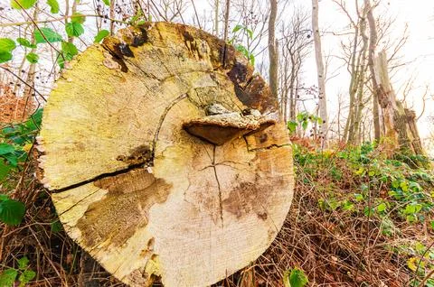 Close-up of a weathered tree stump with a shelf fungus growing on its surfa.. Stock Photos