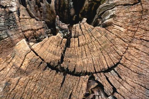 Close-up of weathered tree stump showing cracked wood texture and growth ring Stock-Fotos