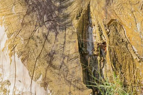 Close-up of weathered tree stump surface with cracks, rough bark texture, a.. Stock Photos