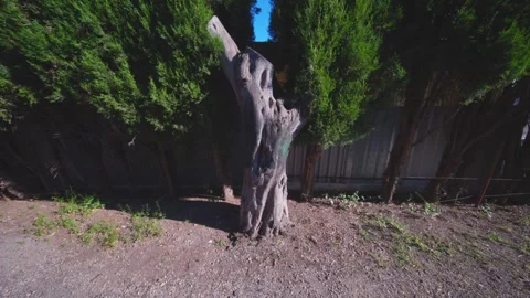 Close-Up of Weathered Tree Trunk in Benidorm Stock Footage 335690417