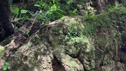 Close-up of a weathered tree trunk covered with moss and climbing vegetation in Vídeos de archivo 345138155