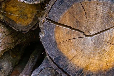 Close-Up of Weathered Tree Trunk Stock Photos