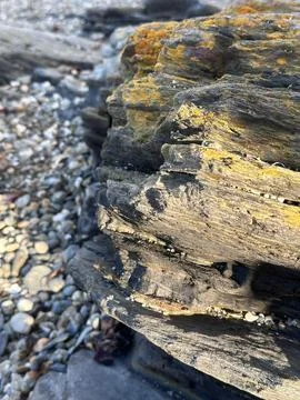 Close-up of weathered tree trunk surfaces 스톡 사진