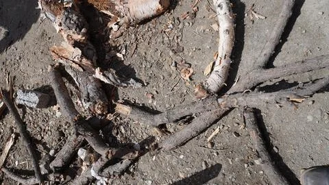 Close-up: weathered, twisted tree roots and debris on rough concrete ground. Stock Photos