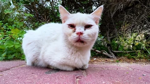 Close-Up of Weathered White Cat Resting Outdoors – 4K Urban Wildlife. Stock Footage 308226235