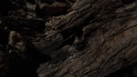 Close-up of Weathered Wood Surface Stock Footage 291268815