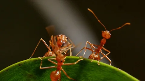 Close up of weaver ants activity around the nest. Stock Footage 94270255