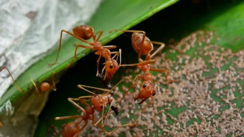 Close up of weaver ants activity around the nest. Stock Footage 94270405
