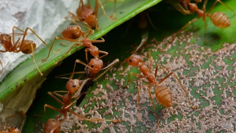 Close up of weaver ants activity around the nest. 스톡 동영상 94270451