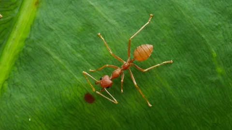 Close up of weaver ants activity around the nest. Stock Footage 94270461