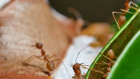 Close up of weaver ants activity around the nest. Video stock 94270528