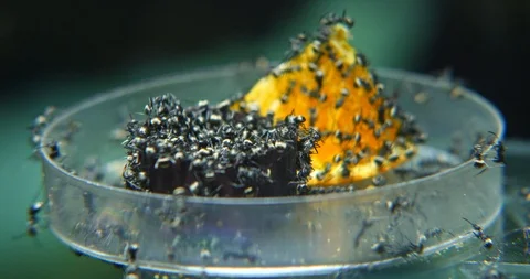 Close up of weaver ants activity Stock Footage 106289779