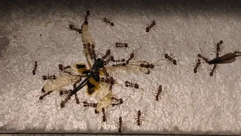 A close-up of weaver ants feeding on dead dragonfly insects Stock-Footage 343068634