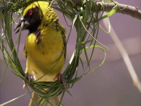 Close up of weaver building nest Stock Footage 12383529