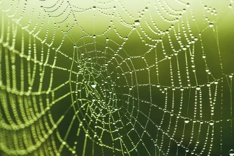 Close-up of a web with dew drops. Morning spring photo in nature. Selective Stock Photos