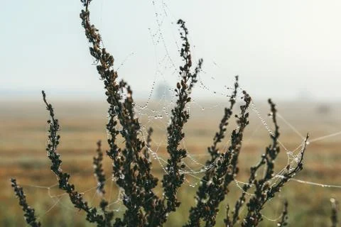Close-up of a web with dew drops. Morning spring photo in nature. Selective Stock Photos