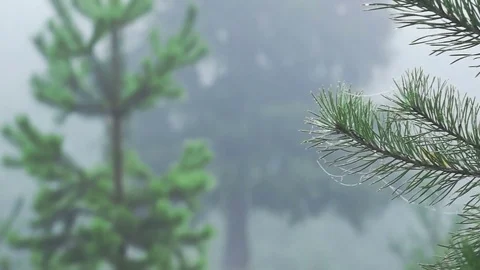 Close-up of a web on fir tree branches in a foggy forest Stock Footage 80231909