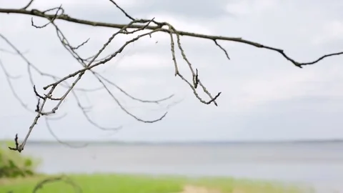 Close up. Web hanging on a branch without leaves. Stock Footage 70410099