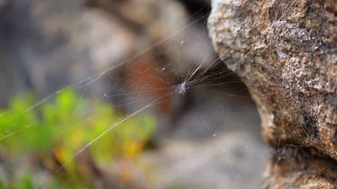 Close-up. Web on rocks on the island of Olkhon. Lake Baikal Stock-Footage 77615359