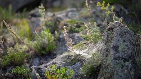Close-up. Web on rocks on the island of Olkhon. Lake Baikal 스톡 동영상 77615459