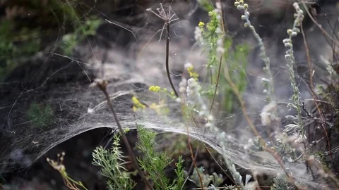 Close-up. Web on rocks on the island of Olkhon. Lake Baikal Stock-Footage 77615534