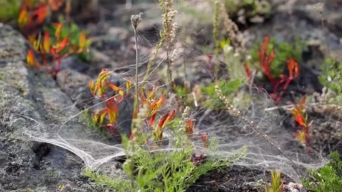Close-up. Web on rocks on the island of Olkhon. Lake Baikal 스톡 동영상 77615640