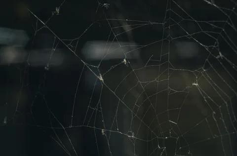 Close-up of the web. Spider net of sticky threads. Blur, grain, noise. Stock Photos