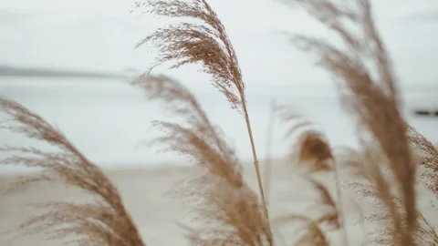 Close-up wedding decor, the stunningly beautiful pampas grass is gracefully Stock Footage 308451253