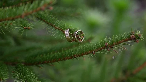 Close-up, wedding rings are dressed on a branch of spruce Video stock 114419273