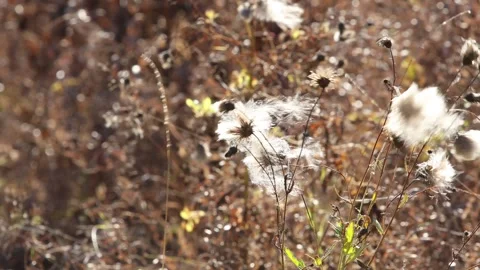 Close-up of a weed in autumn in the rays of sunset Stock Footage 274398101