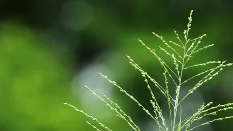 Close up weed on field Stock Footage 80001802