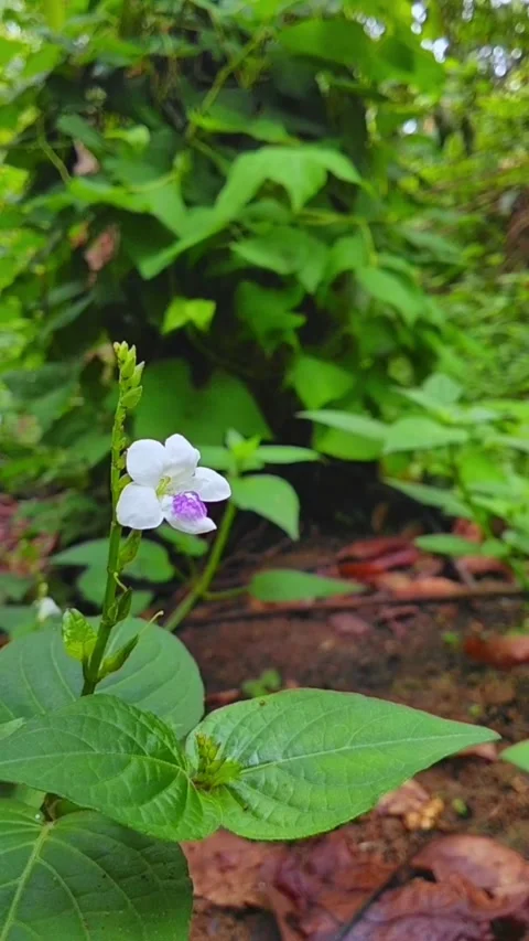 A close-up of weed flowers Vídeo Stock 290822612