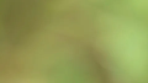 Close-up of weed. Stock Footage 94015386