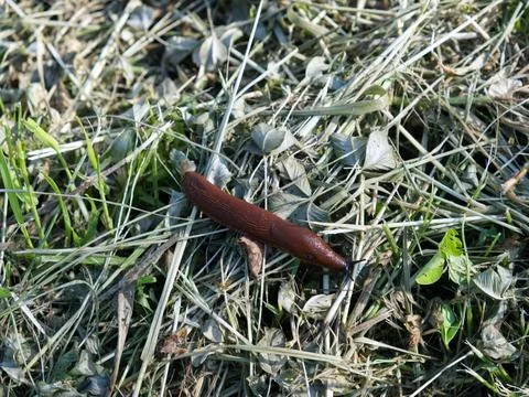Close-up of a weed snail prowls the vegetable garden Stock Photos