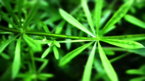 Close up of weed sticky willy Video stock 10824834