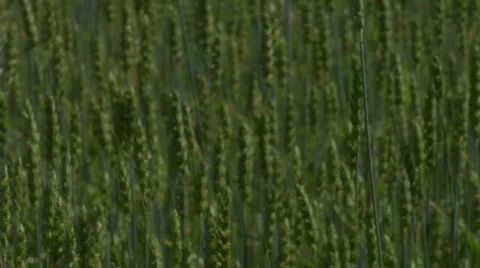 Close-up Weeds Blowing in Wind  Stock Footage 302910