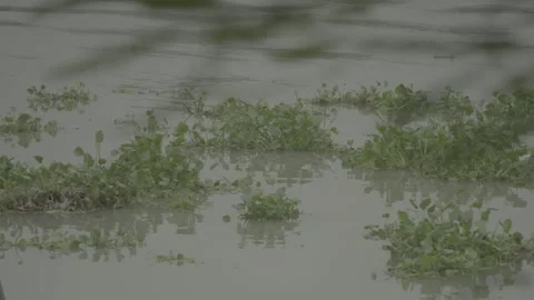 Close up of weeds floating on water Video stock 244468833