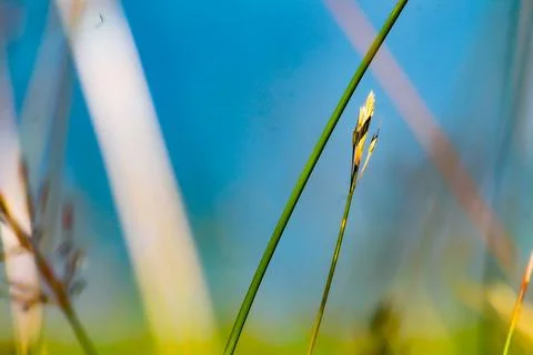 Close-up of weeds Stock Photos